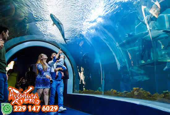 Tour al Acuario de Veracruz Saliendo de Veracruz o Boca del Río Tour al Acuario de Veracruz Saliendo de Veracruz o Boca del Río